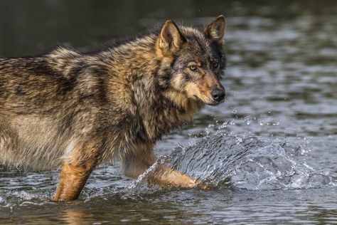 Coastal rain wolves live on the outer Islands of the BC coast. Wolves on these Islands live on a very diverse selection of food including deer, chitons in the intertidal zone. Wolf Photos, Wolf Love, Wild Wolf, Wolf Pictures, Wolf Spirit, Beautiful Wolves, Lone Wolf, Animal Facts, Wild Dogs