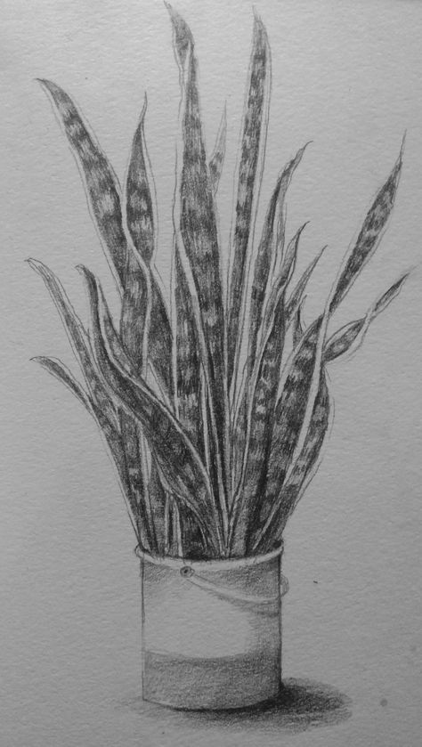 Sansevieria plant drawing Snake Plant Drawing, Plant Sketches, Sansevieria Plant, Plant Drawing, Pen Sketch, Snake Plant, Antonio Mora Artwork, Sketch, Pen