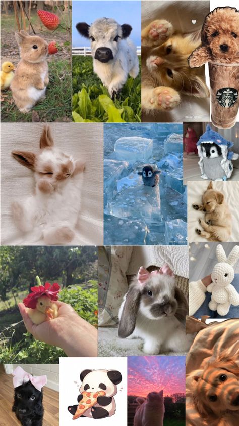 Vet Collage, Cute Animal Collage Wallpaper, Puppy Collage Wallpaper, Cat Collage Wallpaper, Cat Collage Wallpaper Desktop, Animal Photos, Cute Animal Photos, Animal Photo, Cute Animals