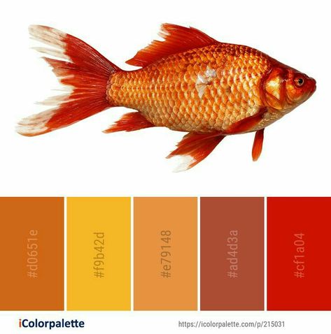 Watercolor Color Palette, Goldfish Colors, Goldfish Watercolor, Image Orange, Fish Goldfish, Fish Fin, Color Palette Ideas, Colors Inspiration, Orange Color Palettes