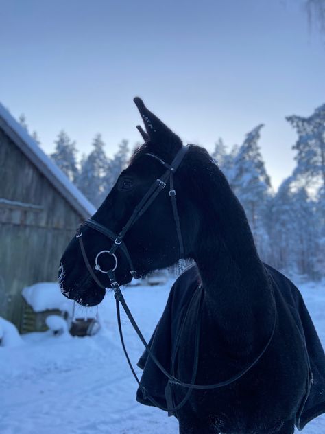 winter day. black horse. Black Horse In Snow, Dark Horse Aesthetic, Horse Moodboard, Black Horse Aesthetic, Horse In Snow, Angelic Creatures, Snow Horse, Horse Snow, Horse Girl Aesthetic