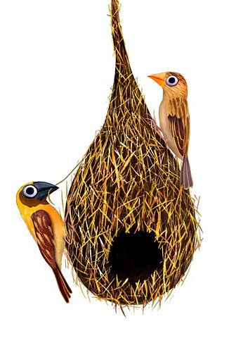 Brendan Wenzel → blog Brendan Wenzel, Baya Weaver, Weaver Bird, Bird Theme, Funny Birds, Bird Drawings, Bird Illustration, Bird Design, Birds Painting