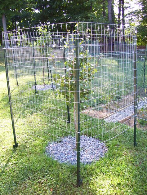 Deer Proof Fruit Trees, Apple Tree Fence, Fruit Tree Protection From Deer, Deer Fence Around Fruit Trees, Fruit Tree Fence, How To Protect Trees From Deer, Protecting Trees From Deer, Protect Trees From Deer, Protect Fruit Trees From Deer