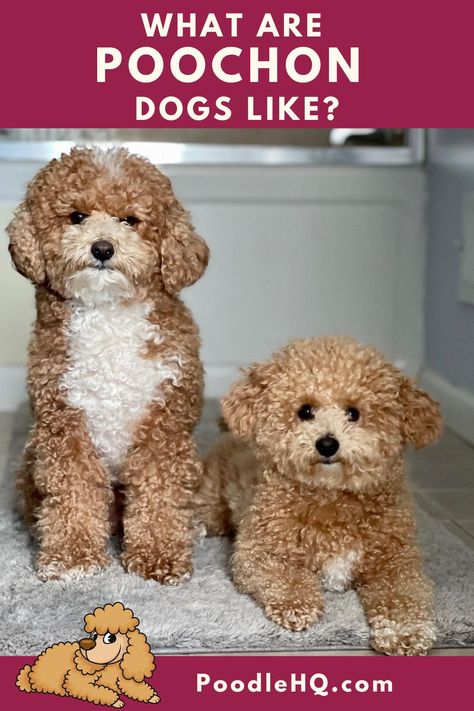 Poochon Dog Haircut, Poochon Dog Grooming Styles, Poochon Puppy, Poochon Dog, Poochon Puppies, Bichon Poodle Mix, Poodle Doodles, Cutest Dog Breeds, Bichon Poodle