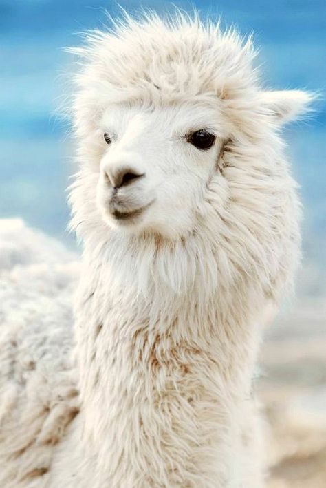 White Alpaca Lama Animal, Llama Pictures, Gorgeous Animals, Cute Alpaca, Llama Alpaca, Cute Llama, Fluffy Animals, Cute Creatures, Animal Tattoos