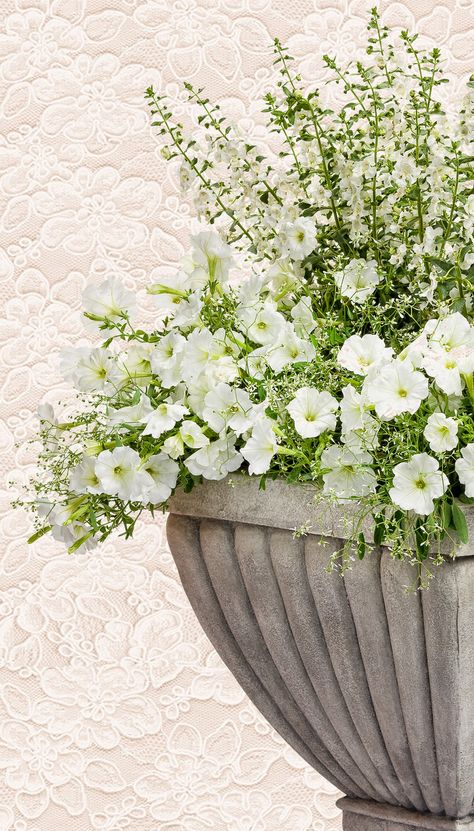 White Trailing Flowers, White Flower Combinations, White And Green Planter Ideas, Wedding Planters Flower Pots, White Flowers In Pots Planters, Green And White Planter Ideas, White Flower Pots Outdoor, Container Recipes Flower, White Flower Planter Ideas