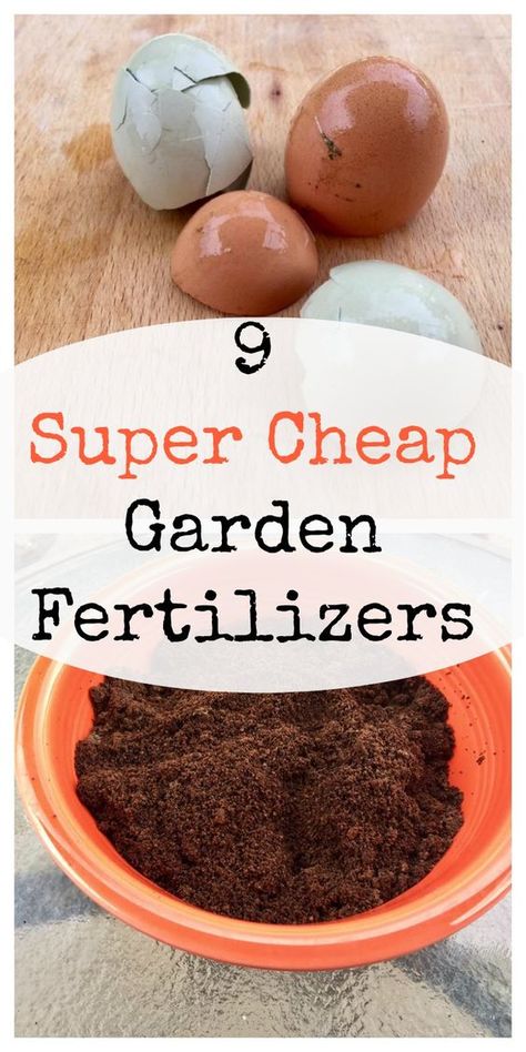 Garden Fertilizers, Cheap Garden, Organic Pesticide, Organic Vegetable Garden, Fertilizer For Plants, Home Vegetable Garden, Homestead Survival, Organic Gardening Tips, Garden Pests