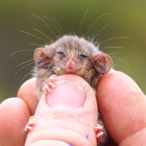 Tiny Pygmy Possums Found on Kangaroo Island After Fears of Bushfires Wiping Them Out Pygmy Possum, Tiny Creatures, Mini Animals, Kangaroo Island, Australian Wildlife, Wildlife Park, Silly Animals, Cute Wild Animals, Woodland Creatures