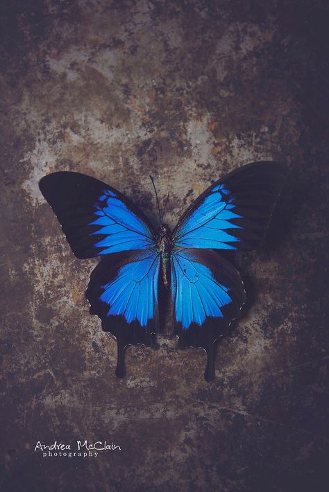 Blue Morpho Butterfly Aesthetic, Dark Ivy, Bestie Tattoo, Blue Butterfly Wallpaper, Good Photo Editing Apps, Butterfly Background, Morpho Butterfly, Blue Morpho, Butterfly Illustration