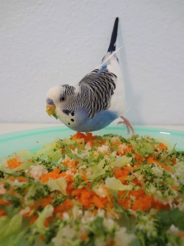 Budgie Food, Parakeet Care, Parakeet Food, Best Pet Birds, Budgie Cage, Budgie Toys, Parakeet Cage, Parakeet Bird, Budgies Bird