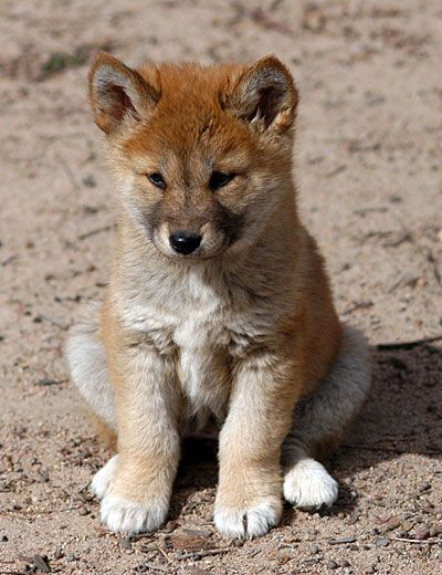 Dingo Puppy The dingo (Canis lupus dingo) is a free-roaming dog mainly found on the continent of Australia. Description from pinterest.com. I searched for this on bing.com/images Bff Application, Australian Dingo, Blue Heelers, Australia Animals, Australian Wildlife, Australian Native, Australian Animals, Wild Dogs, Cute Creatures