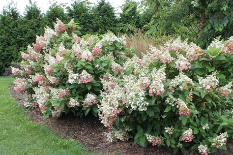 Hydrangea Pinky Winky Hydrangea Landscaping Ideas, Pinky Winky Hydrangea, Hydrangea Pinky Winky, Hydrangea Shade, Vanilla Strawberry Hydrangea, Strawberry Hydrangea, Hydrangea Tree, Hydrangea Landscaping, Hydrangea Shrub