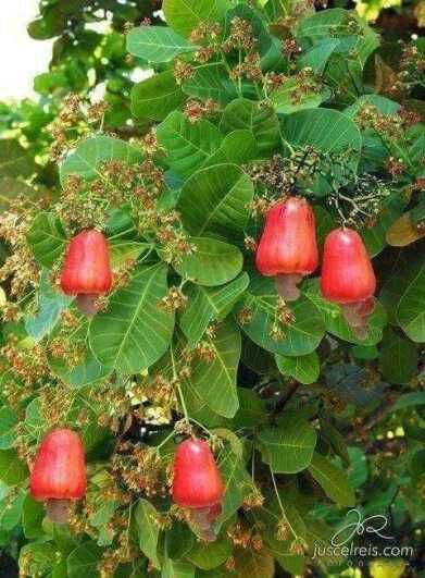 Cashew Nut Tree, Cashew Tree, Heliconia Flower, Fruit Tree Garden, Fruit Diet, Still Life Pictures, Fruit Picture, Live Tree, Fruits Images