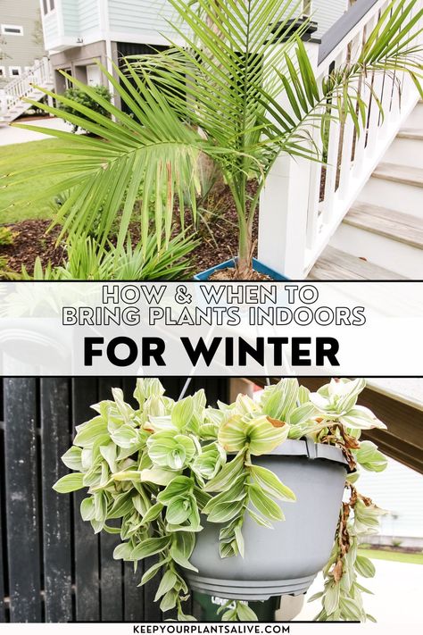 Bringing House Plants In For The Winter, Bringing Plants Indoors For Winter, Moving Plants Indoors For Winter, Bringing Plants Inside For Winter, Winterize Plants, Potted Plants Indoor, Witchy Herbs, Winter Planting, Outdoor Garden Bed