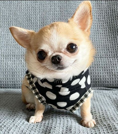 Wholesome Dog, Chihuahua Funny, Cute Small Animals, Very Cute Dogs, Cute Chihuahua, Chihuahua Love, Silly Dogs, Cute Animals Images, Chihuahua Dog