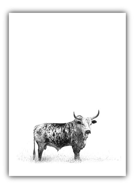 Incredible pencil sketch of an Nguni Bull by amazing South African artist Malcolm Bowling Nguni Cows, Nguni Cattle, Bull Art, South African Art, Homemade Art, South African Artists, Cow Painting, Wildlife Paintings, Mom Art