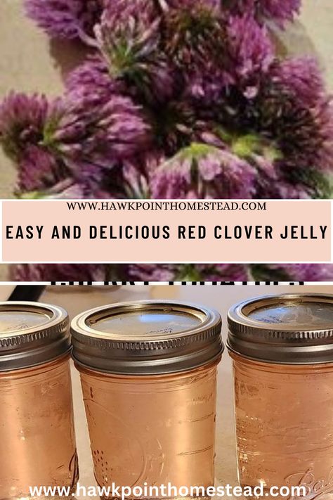 This red sweet clover blossom jelly recipe is an edible flower recipe that is delicious and sweet. It is one of my new favorite edible flower recipes. First of all it is the easy, without having to pull flower petals or separate from little stems. Plus red clover blossoms are abundant for a long period of time and the clovers turned into a beautiful pink floral jelly and it is such a delicious jelly! It is easy to pick several cups of clover blossoms to make this delicious jelly. Clover Jelly Recipe, Clover Jelly, Red Clover Recipes, Red Clover Jelly Recipe, Fireweed Jelly Recipe, Rose Jelly, Apple Blossom Recipe, Honeysuckle Jelly, Red Clover Tea