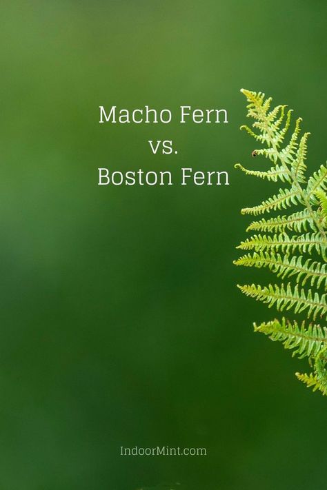 Macho Fern, Pickle Plant, Black Eyed Susan Vine, Boston Fern, Fern Plant, Black Eyed Susan, Flower Bed, Clematis, Hedges