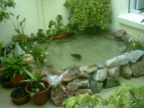 Turtle Pool, Turtle Tank Setup, Turtle Enclosure, Turtle Terrarium, Small Water Gardens, Red Eared Slider Turtle, Turtle Aquarium, Turtle Care, Turtle Homes