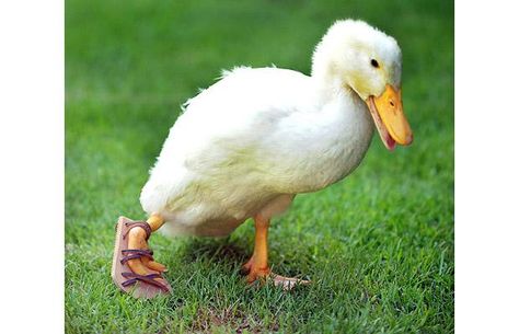 Raising Ducks, Wildlife Rehabilitation, Faith In Humanity Restored, Little Duck, Helping Hands, Ducks, Pet Care, Farm Animals, Animals And Pets