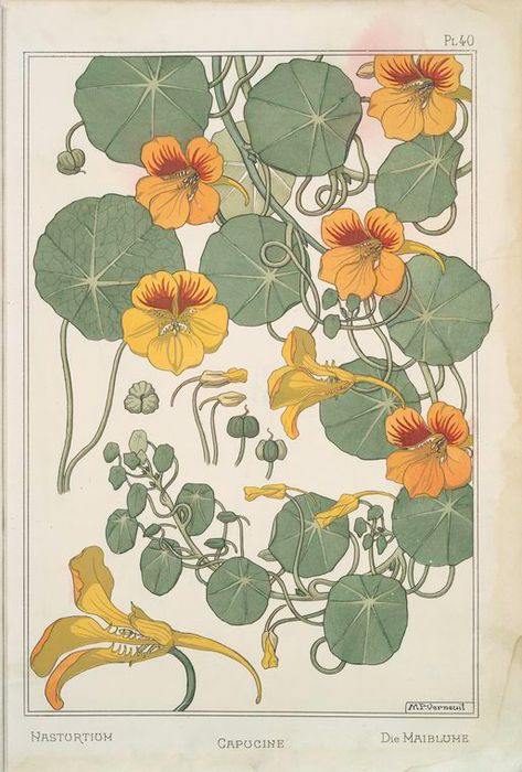 Eugene Grasset, Illustration Art Nouveau, Design Art Nouveau, Art Nouveau Illustration, Illustration Botanique, Botanical Poster, Art Nouveau Design, Arte Floral, Wassily Kandinsky