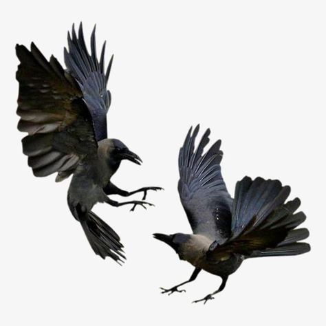 Crows Drawing, Raven Wings, Raven Bird, Crow Art, Black Birds, Raven Art, Crows Ravens, 수채화 그림, The Crow