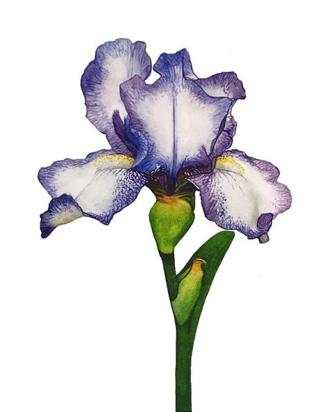 Iris Print, Painting Materials, Iris Painting, Watercolor Paintings Nature, Watercolor Flowers Tutorial, Watercolour Inspiration, Watercolor Flowers Paintings, Watercolor Art Lessons, Botanical Painting