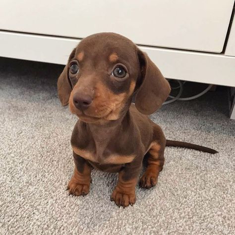 Wiener Dog Puppies, Sausage Dog Puppy, Daschund Puppies, Doxie Puppies, Dachshund Funny, Dachshund Puppies For Sale, Dachshund Puppy Miniature, Very Cute Dogs, Weenie Dogs