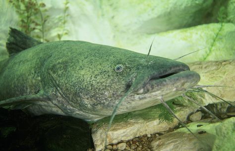 The catfishing game is always expanding. They are found in rivers and streams nationwide, but how do you find them in lakes? Here are a few tips: Flathead Catfish, Channel Catfish, Ugly Animals, Catfish Fishing, Cat Species, Bass Fishing Tips, Smallmouth Bass, Virginia State, Largemouth Bass