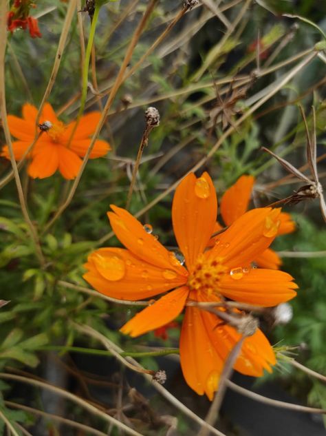 Flower orange after rain garden leaf photo Flowers After Rain, Leaf Photo, Flower Orange, After Rain, No Rain No Flowers, Rain Garden, Fresh Flower, Fresh Flowers, Orange