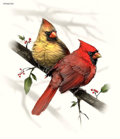 Cardinal Birds Tattoo, Two Cardinals Tattoo, Cardinal Drawings, Cardinal Bird Drawing, Cardinal Bird Tattoos, Red Cardinal Tattoos, Cardinal Drawing, Cardinal Pictures, Cardinals Birds