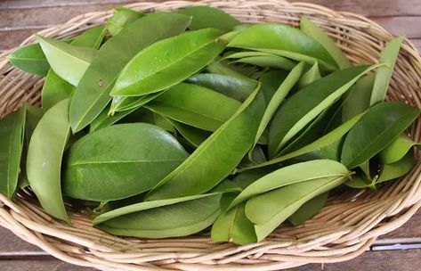 Soursop Tea Recipe, Soursop Benefits, Benefits Of Soursop, Soursop Leaves, Infographic Layout, Herbal Drinks, Leaf Images, Tea Benefits, Natural Therapy