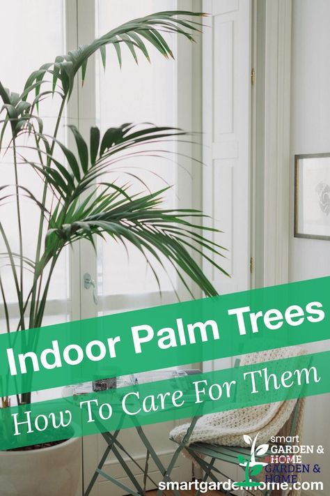 Palm Trees In Pots, Indoor Palm Plants, Palm Tree Care, Indoor Palm, Palm Plants, Indoor Palm Trees, Majesty Palm, Majestic Palm, Decor Around Tv