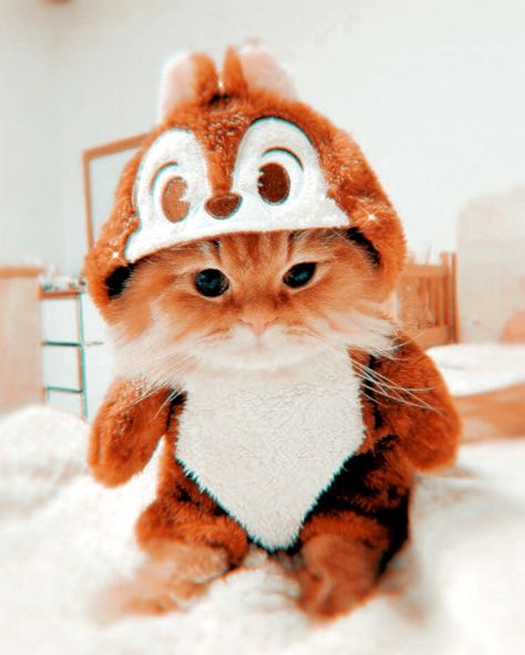 Animals Pictures, Baby Animals Pictures, Home Ideas, Baby Animals, Style Inspiration, Orange, Animals