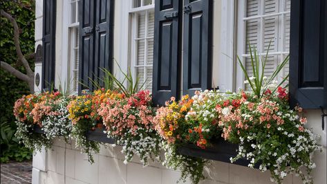 Monrovia's 15 fresh ideas for window boxes Oversized Planters, Diy Flower Boxes, Summer Window, Box Flowers, Planting Design, Window Box Flowers, Window Planters, Creeping Jenny, Suburban House