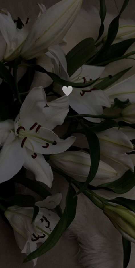 Aesthetic Dark Flowers, White Lily Flower Aesthetic, Flower Aesthetic White, Lily Flower Aesthetic, Flower Aesthetic Dark, Carcase Iphone, White Lily Flower, Lily Wallpaper, Dark Flowers