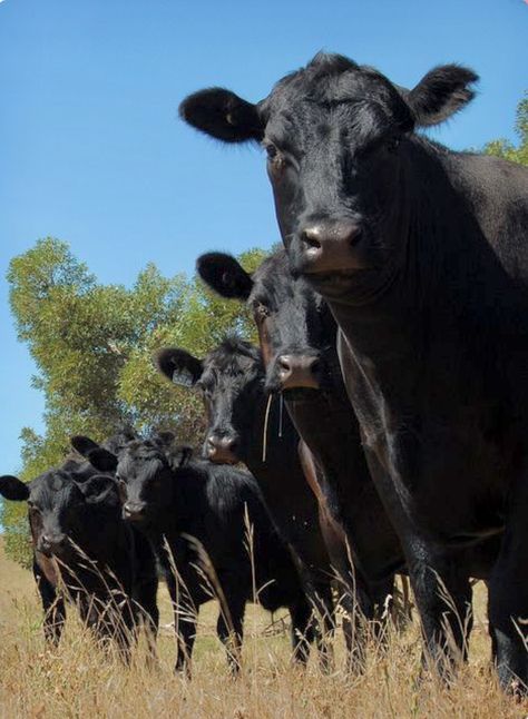 A row of curious black angus cows and heifers. Pretty ladies enjoying the fresh air. Dorian Ortowski, Black Cows, Angus Cows, Angus Cattle, Show Cattle, Cow Pictures, Beef Cattle, Short Bangs, Black Cow