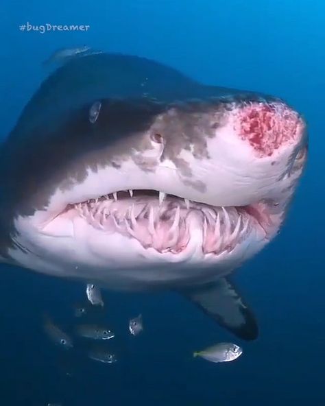 Weird Sharks, Shark Video, Sand Tiger Shark, Tiger Sharks, Shark Photos, Shark Pictures, Tiger Shark, Animal Science, Underwater Life