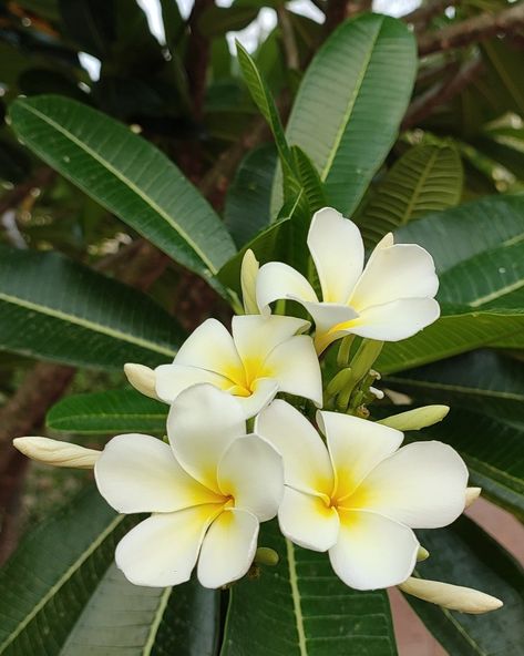 Plumeria alba, commonly known as frangipani or West Indian jasmine, is a traditional and ancient folklore medicine known for its antimicrobial, anti-inflammatory, and antioxidant properties. Indian Flowers Photography, Plumeria Flowers Aesthetic, Indian Jasmine Flower, Plumeria Aesthetic, Frangipani Plant, Plumeria Alba, Indian Jasmine, Pakistani Art, Frangipani Flower