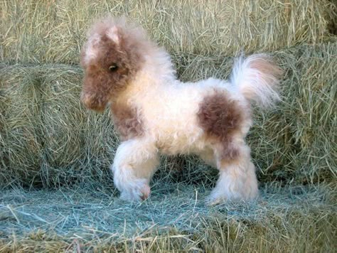 Funny Baby Animals, Mini Horses, Baby Farm Animals, Miniature Horses, Fluffy Cows, Baby Horses, Baby Animals Pictures, Animals Pictures, Baby Animals Funny