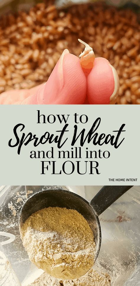 How to Sprout Wheat and Why It's Important! - The Home Intent Grinding Wheat Berries, How To Sprout Wheat Berries, Sprouting Wheat Berries, Red Wheat Bread Recipe, How To Grow Wheat For Flour, Whole Grain Einkorn Recipes, Growing Wheat For Flour, Mockmill Recipes, Fresh Milled Flour Bread Recipe