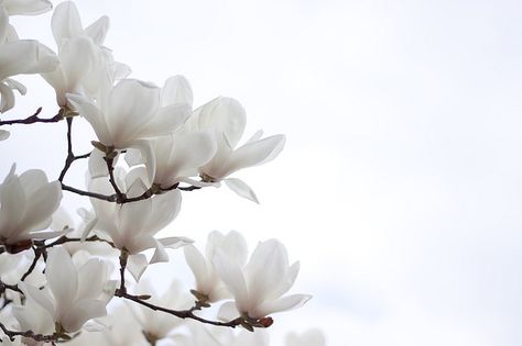 Snart kommer mine først blomster, koser meg med disse imens... Colour Aesthetic, A T, White Magnolia, Garden Cottage, Arte Floral, Shades Of White, Beautiful Blooms, Stray Dogs, Simply Beautiful