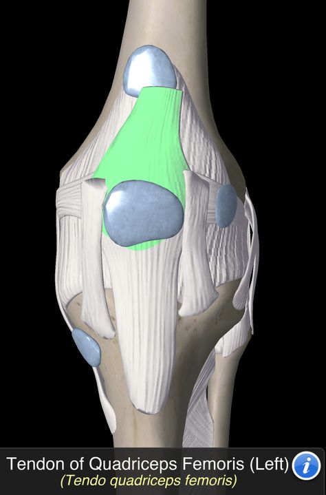 Tendo Quadriceps Femoris Quadriceps Femoris, Anatomy