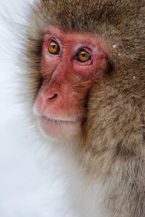 Japan Monkey, Japanese Monkey, Upside Down, Animal Kingdom, Japan, Quick Saves