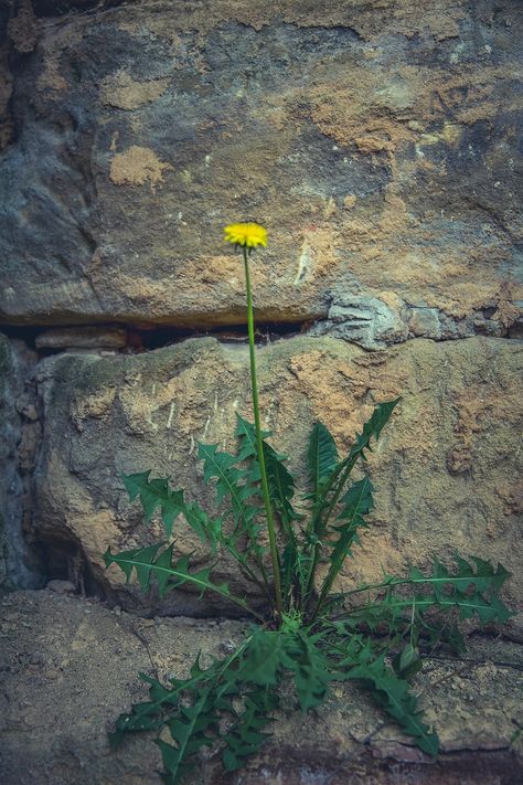 Dandelion growing on a wall | free image by rawpixel.com / Markus Spiske Dandelion Leaves, Garden Weeds, Gardening Advice, Garden Landscape, Rock Garden, Organic Gardening, Nature Photos, Free Image, Beautiful Gardens