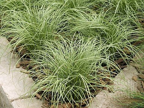 CAREX_AMAZON_MIST Carex Comans, Ornamental Grass, Living Roofs, Grass Seed, Garden Photos, Ornamental Grasses, Picture Library, Grasses, Garden Plants