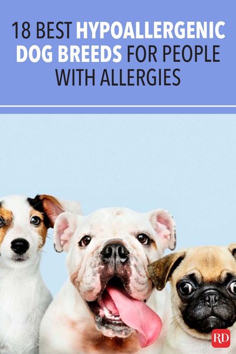 Do dogs make your heart go thump, your eyes water, and your nose tickle? If you've got allergies, check out these hypoallergenic options. #dogbreeds #hypoallergenic #hypoallergenicdogs Food For Dogs With Allergies, Low Energy Hypoallergenic Dogs, What To Give Dogs For Allergies, Big Hypoallergenic Dogs, What Can I Give My Dog For Allergies, Best Hypoallergenic Dogs, Irish Water Spaniel, Hypoallergenic Dog Breed, Kerry Blue Terrier