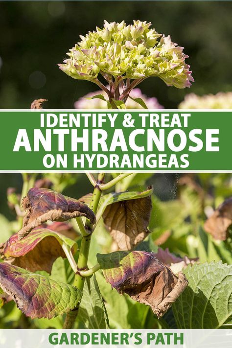 Anthracnose is a widespread fungal disease that can cause damage to your hydrangeas. It spreads quickly in hot, wet weather, but there are steps you can take to limit an infection. Learn how to identify, prevent, and treat anthracnose in hydrangeas now on Gardener's Path. #anthracnose #hydrangea #gardenerspath Hydrangea Diseases, Propagating Hydrangeas, Homestead Gardening, Hydrangea Landscaping, Big Leaf Hydrangea, Hydrangea Leaves, Organic Gardening Pest Control, Garden Remedies, Hydrangea Care