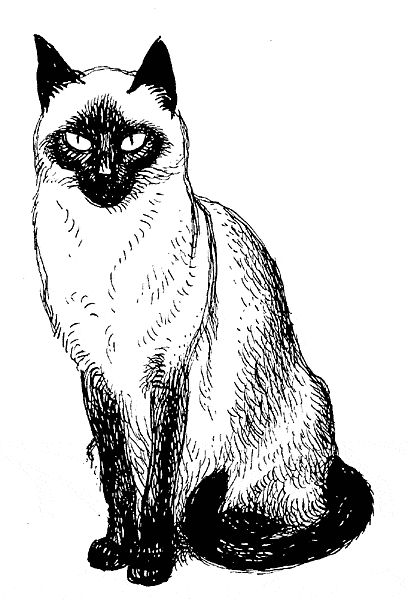 A drawing of a siamese cat.  Imprint	 October 15, 1949. Siamese Cat Tattoos, Toys Drawing, Cats Toys, Cat Drawing Tutorial, How To Cat, Pencil Drawings Of Animals, Cat Urine, Kittens Funny, Cats Illustration