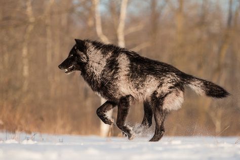 White Wolf : Perfect Timing Photos: A Close Encounter With A Minnesota Black Wolf Yukon Wolf, Werewolf Pack, 3 Wolves, Timber Wolves, Creature Reference, Wolf Poses, Beautiful Wolf, Half Elf, Wolf Stuff